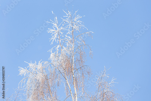 Tree branches covered in frost snow © Juhku