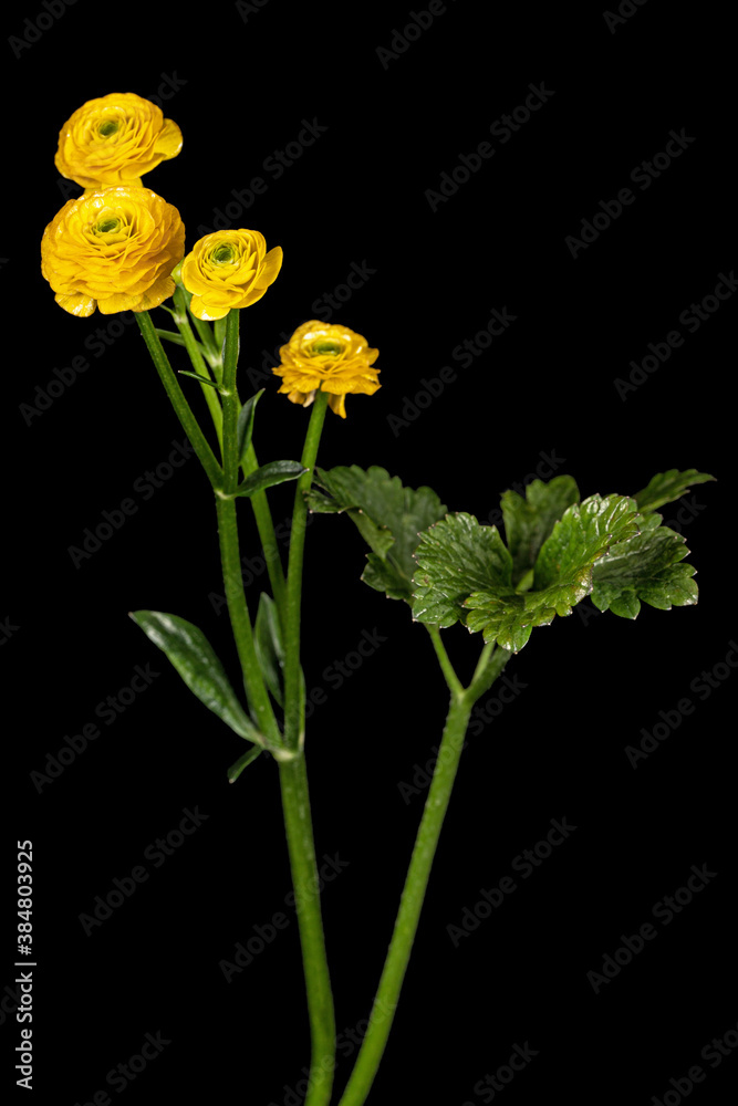Flower of buttercup, isolated on black background