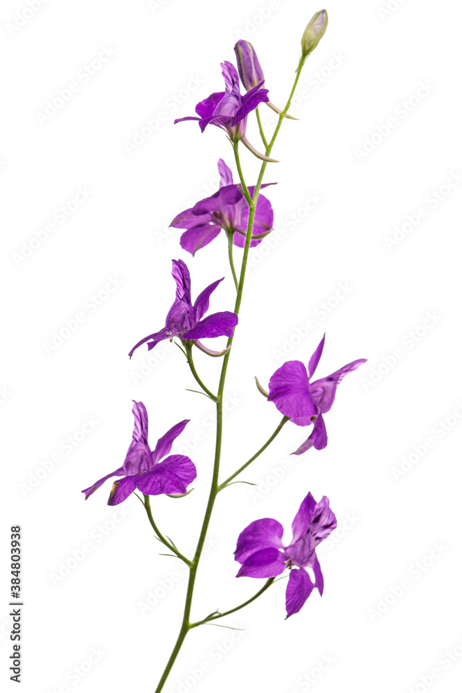 Violet flower of wild delphinium, larkspur flower, isolated on white background Violet flower of wild delphinium, larkspur flower, isolated on white background