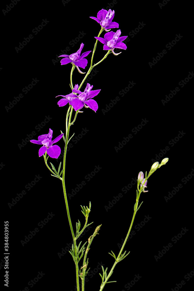 Violet flower of wild delphinium, larkspur flower, isolated on black background Violet flower of wild delphinium, larkspur flower, isolated on black background