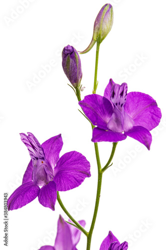 Fototapeta Naklejka Na Ścianę i Meble -  Violet flower of wild delphinium, larkspur flower, isolated on white background