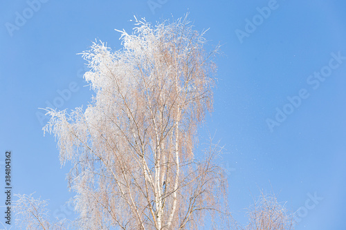 Tree branches covered in frost snow