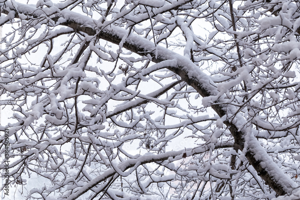 Obraz premium Snowfall winter background. Tree branches covered with snow after snow falling. 