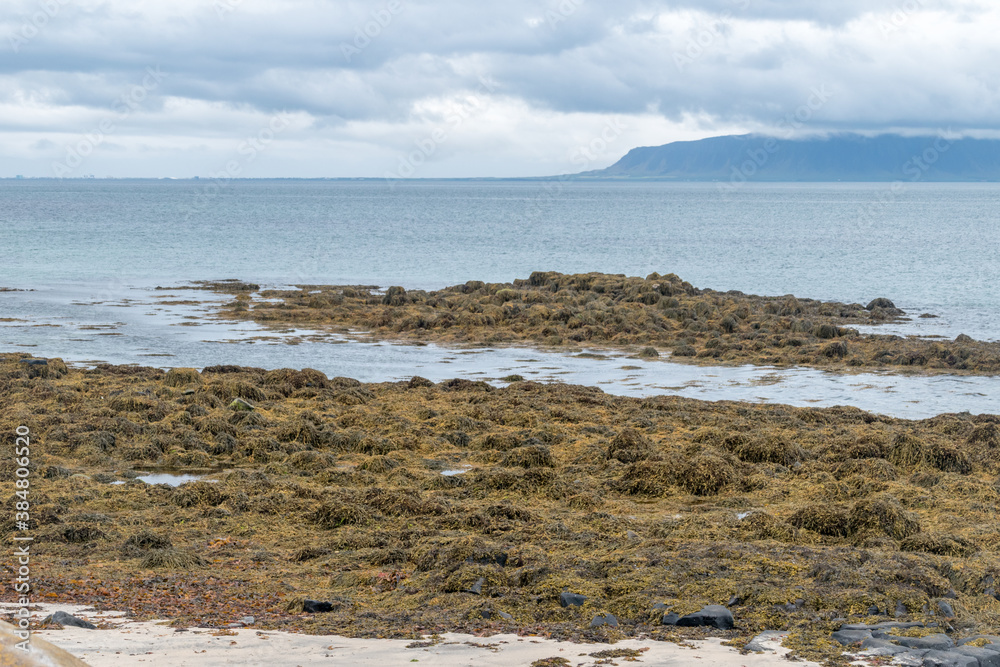 Brown algae on the seashore in Iceland.