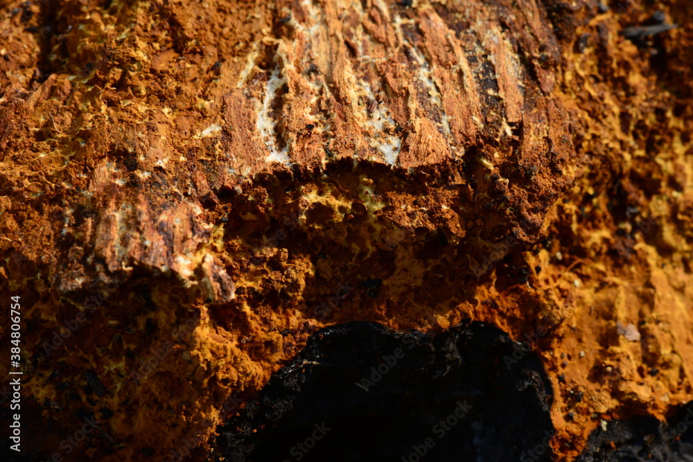 Solid outgrowth birch tree texture Solid outgrowth birch tree texture