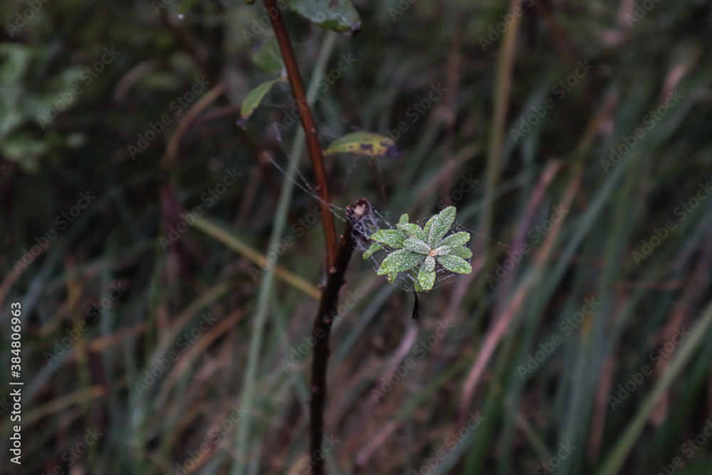 small plant growing in a feild covered in spider webs small plant growing in a feild covered in spider webs