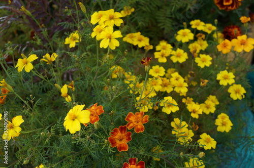 Kumba. Yellow and red beautiful flowers - marigolds