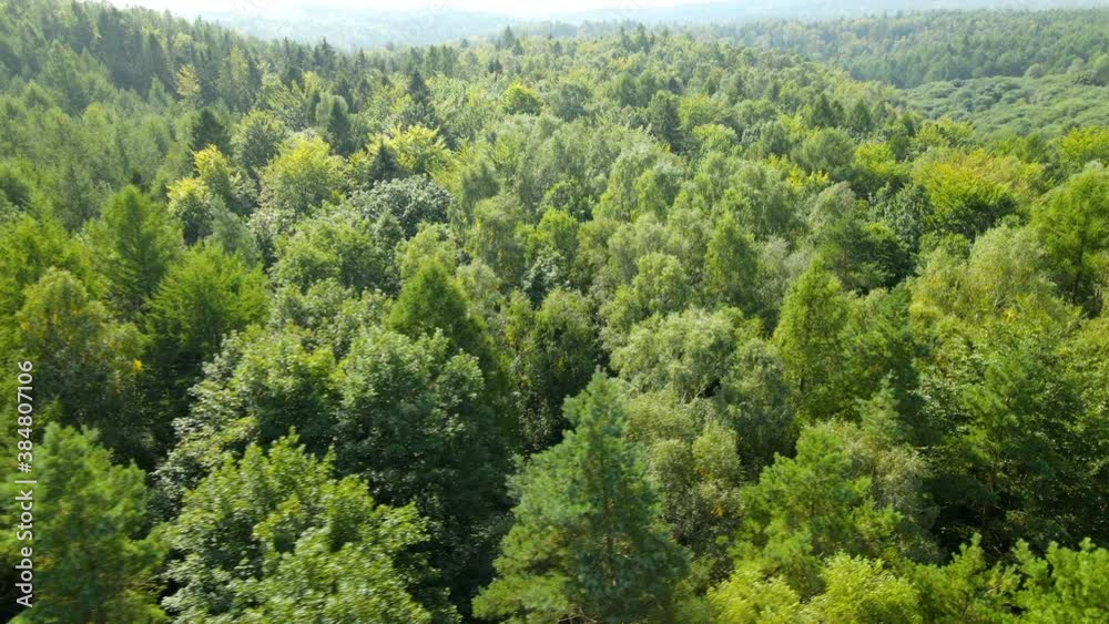 Flying above green forest. Scenic aerial view, tilt down to the treetops Flying above green forest. Scenic aerial view, tilt down to the treetops