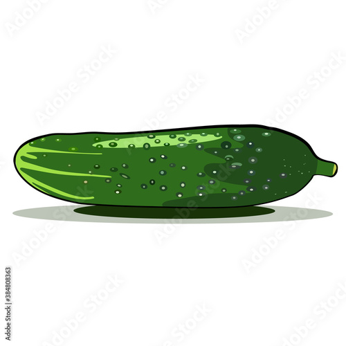 Vector green color cucumber realistic isolated sketch