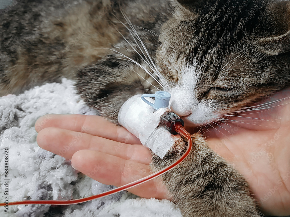 close up.a sick cat with a catheter in his paw in a veterinary clinic.