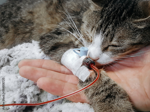 Obraz na płótnie close up.a sick cat with a catheter in his paw in a veterinary clinic. w salonie