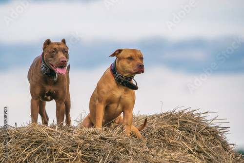 Valokuva Two formidable American Pit Bull Terriers sit in a field on a haystack