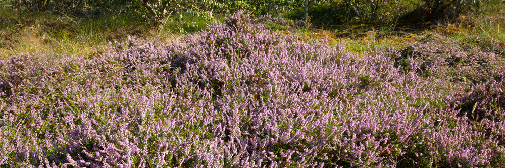 Naklejka premium Blühende Heide im Naturschutzgebiet Woldedünen, Borkum, Ostfriesische Insel, Niedersachsen, Deutschland, Europa