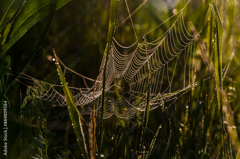 cobwebs in the morning mist. Juicy greens.