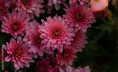 fuzzy floral background. Bouquet of pink chrysanthemums   