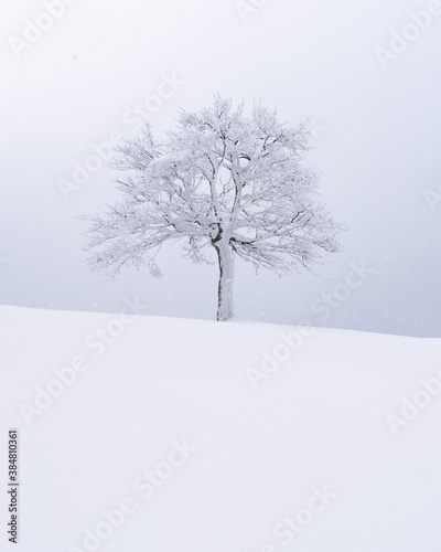 Minimalistic landscape with a lonely naked snowy tree in a winter field. Beautiful scene in cloudy and foggy weather. Christmas and winter holidays background © Ivan Kmit