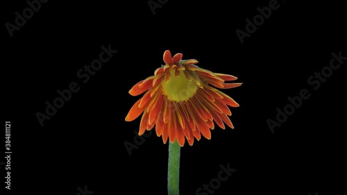 Time-lapse of growing and opening orange gerbera flower 5a1 in PNG+ format with ALPHA transparency channel isolated on black background
 photo