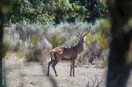 Cervus elaphus. Male of common or European deer with large antlers. Province of Zamora, Spain. © LFRabanedo