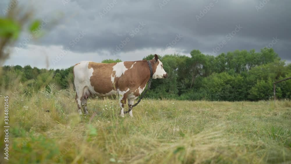 Red cow grazes on a summer meadow. Red cow grazes on a summer meadow. Red cow grazes on a summer meadow. Red cow grazes on a summer meadow.