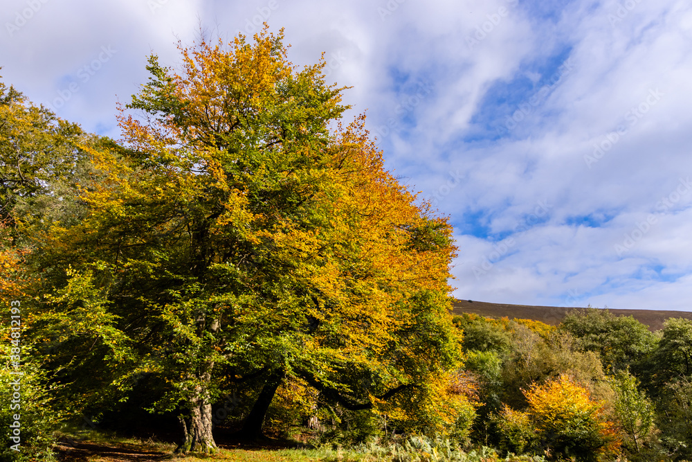 Fototapeta premium Fall forest scene