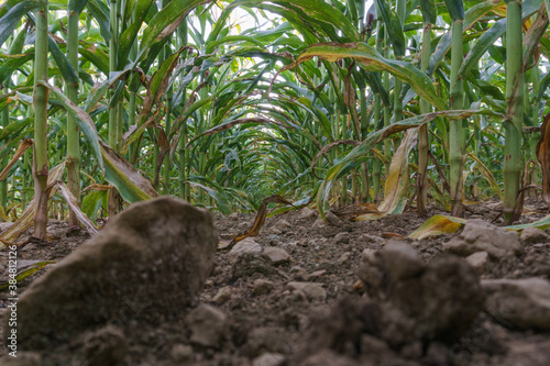 Inside a corn field tunnel from low angle view