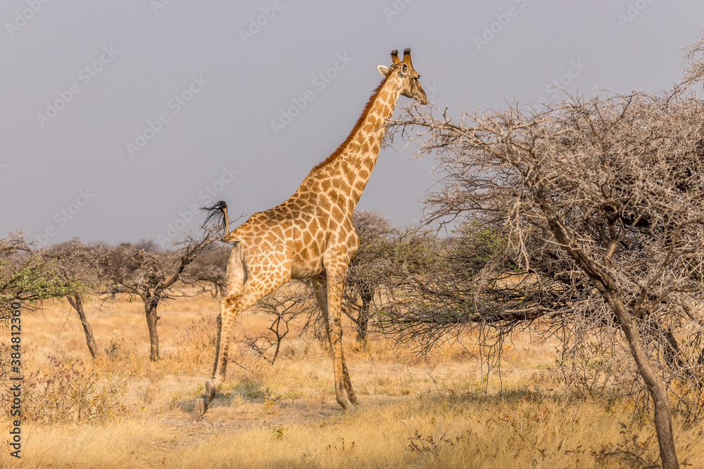 Obraz premium Giraffe running in the savannah, Etosha National Park in Namibia