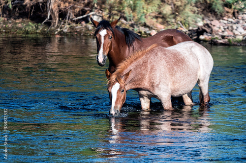 Salt River Wild Horses