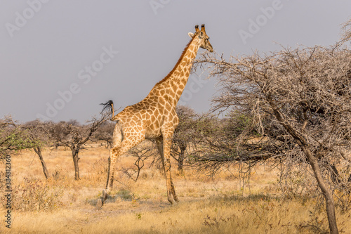 Giraffe running in the savannah, Etosha National Park in Namibia