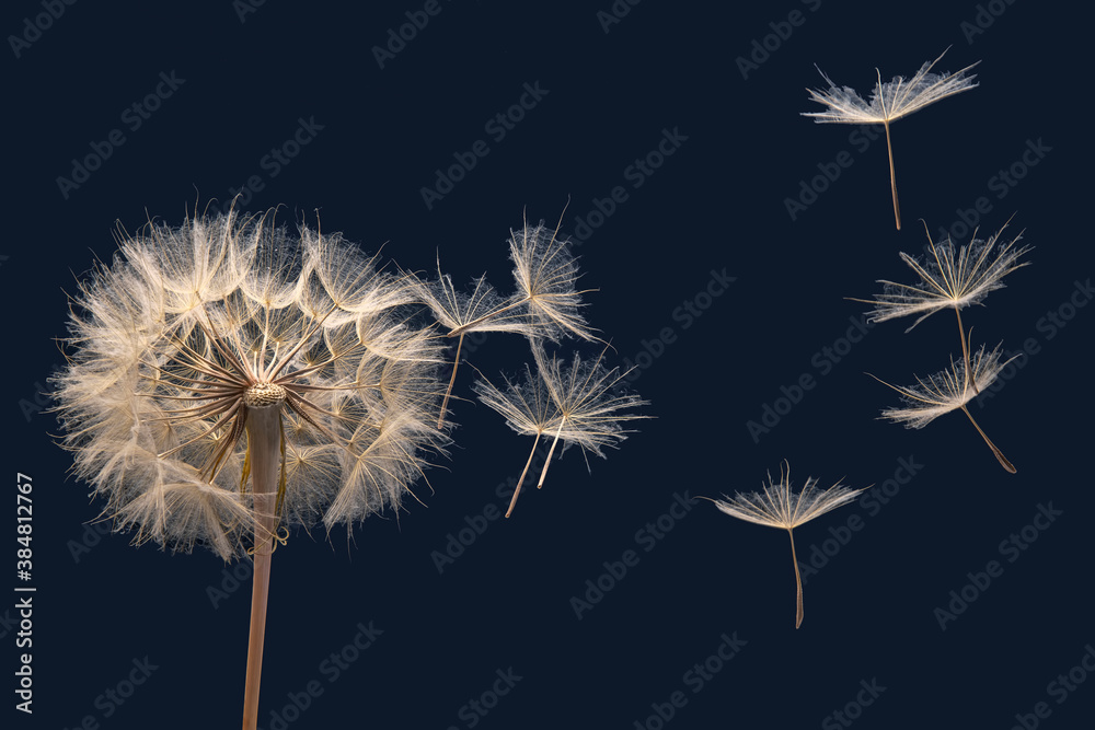 dandelion seeds fly from a flower on a dark blue background. botany and bloom growth propagation.