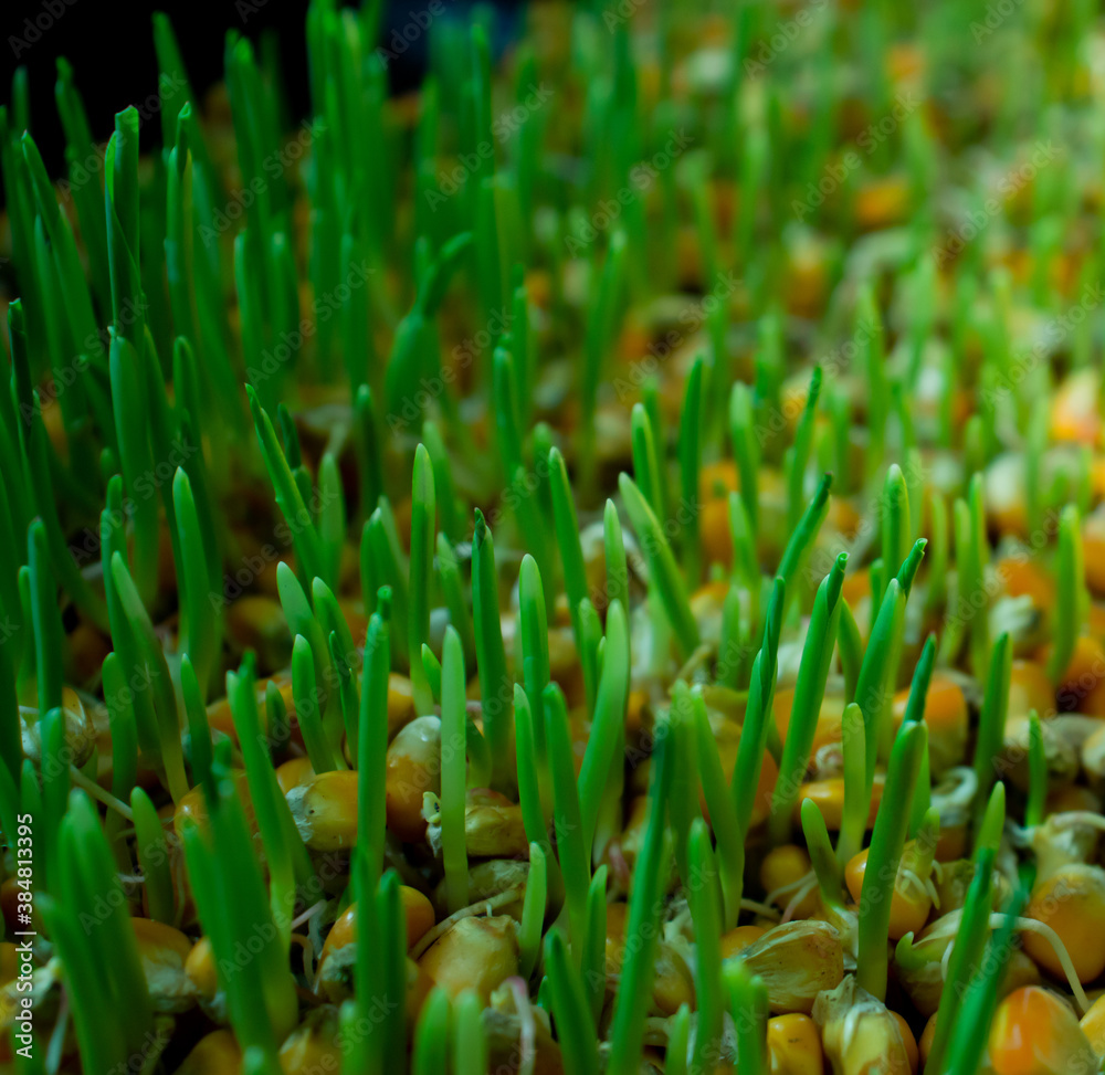 Group of Green plants from Maize or Zea mays seeds