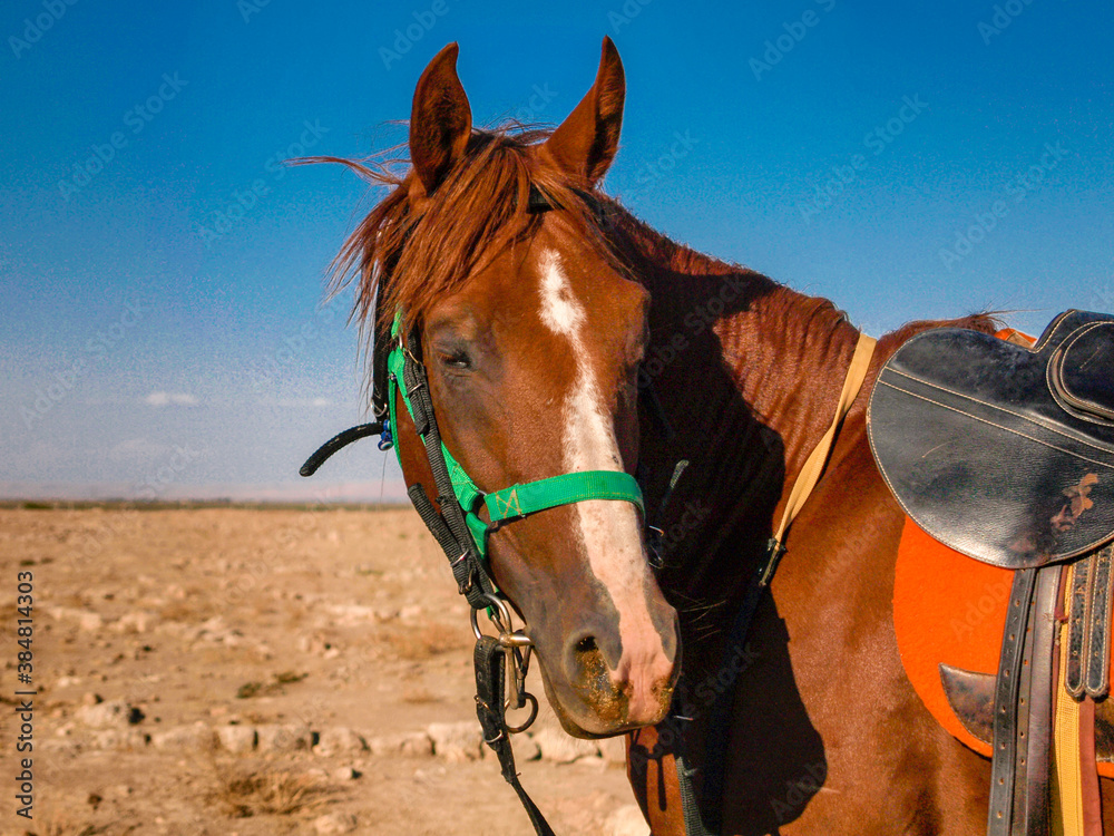 Obraz premium Portrait of a red brown horse on desert with blue sky