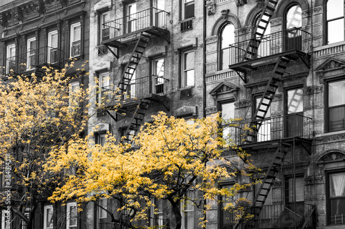 Photography Golden yellow fall trees contrast against old brick apartment buildings in black