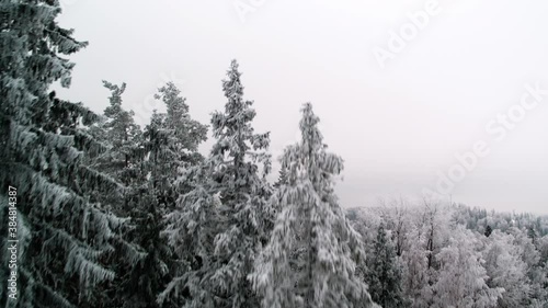 Rising above cold winter forest of southern Estonia with frozen trees being covered in snow and ice photo