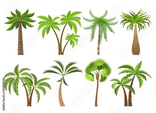 Isolated coconut palm trees