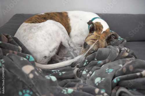 Full frame image of pet grey hound dog cuddled into bed and blanket.