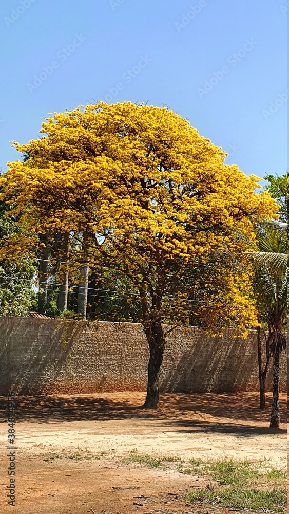 Naklejka premium autumn trees in the park