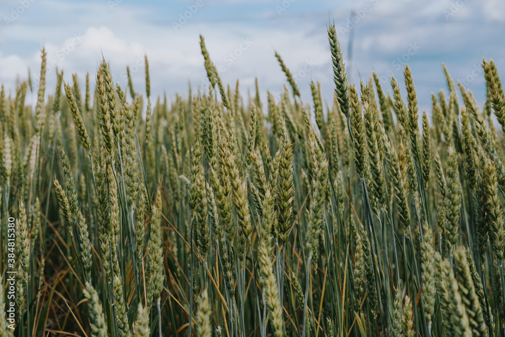 A field of ears of wheat and rye on a background of blue sky. Beautiful landscape A field of ears of wheat and rye on a background of blue sky. Beautiful landscape