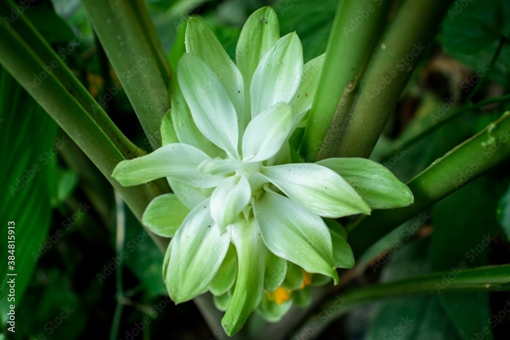 Fototapeta premium Curcuma flower the name comes from Sanskrit kuṅkuma