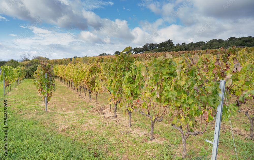 
vineyard of the mandrolisai vineyard with autumn colors, arise, central sardinia