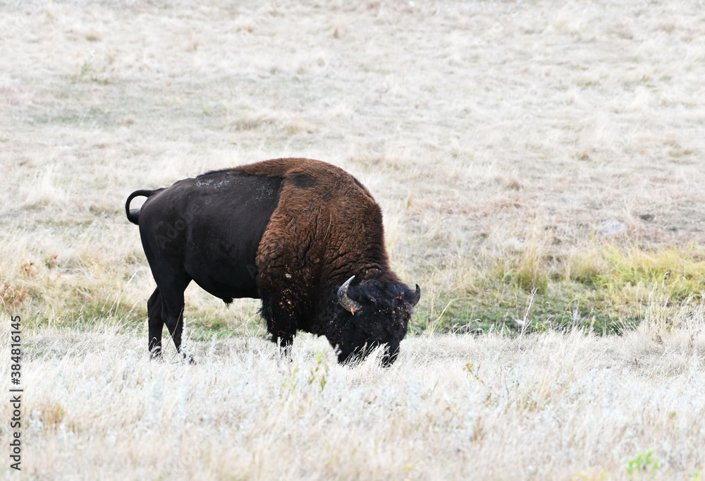 Buffalo Grazing