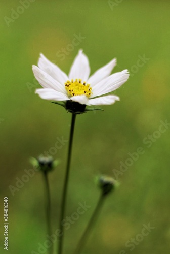 white daisy flower © Валентин Мельник