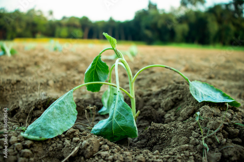 Tableau sur toile Vegetable Cauliflower Seedlings plants
