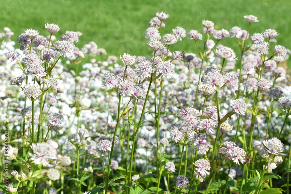 Great masterwort Astrantia major flowering in a park a summer day