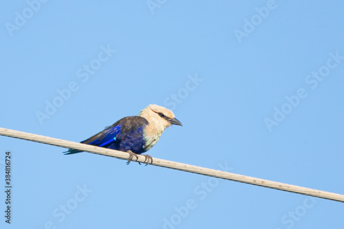 Blue-bellied Roller (Coracias cyanogaster) perched on an overhead wire, Gambia. photo