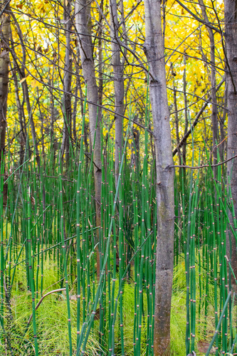 dense thickets in the new young forest in autumn