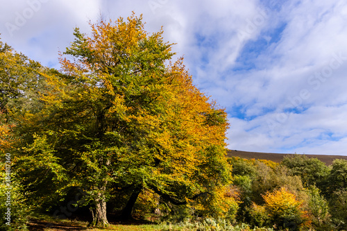 Fototapeta Naklejka Na Ścianę i Meble -  Fall forest scene