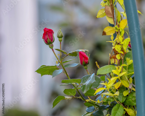 Tableau sur toile Flowers and bud of a red rose on a bush in the garden close up