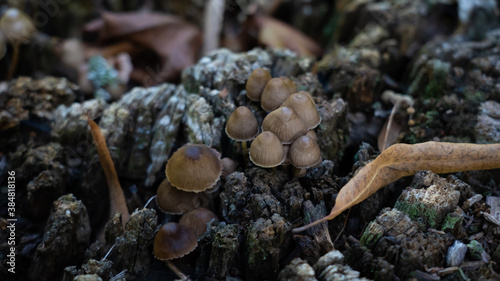  small inedible mushrooms (pluteus) that bear fruit on wood or plant residues