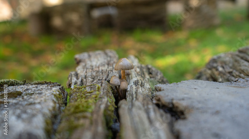  small inedible mushrooms (pluteus) that bear fruit on wood or plant residues