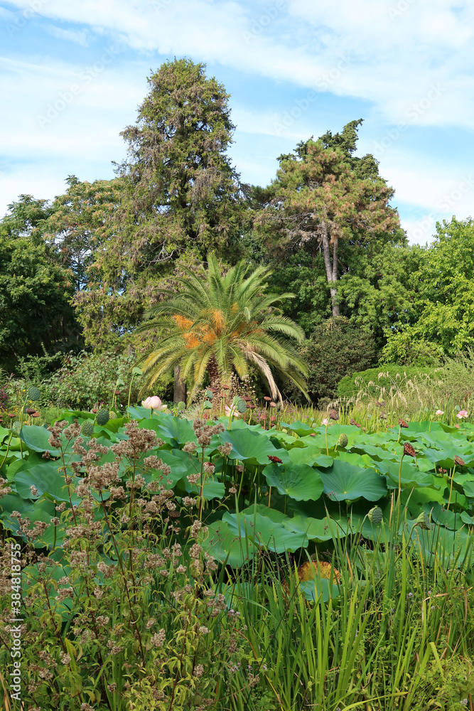 Fototapeta premium Jardin des plantes à Montpellier